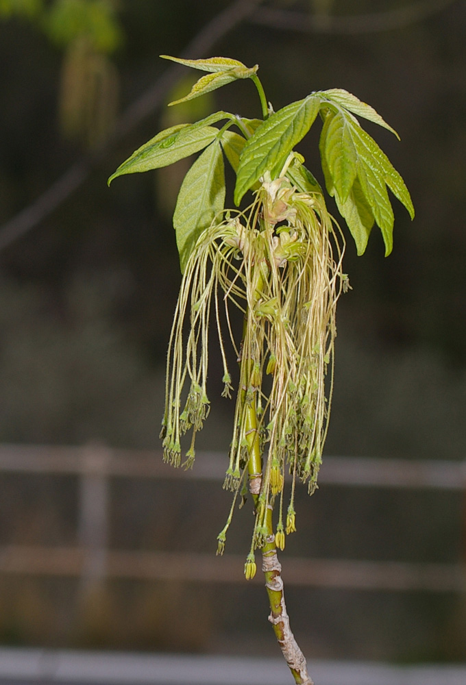 Acer negundo / Acero americano